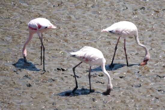 flamingo, bird, animal, mud, ground