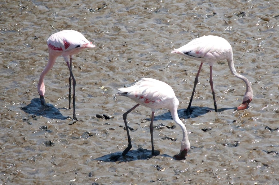 Flamingo, ptak, zwierząt, błota, ziemi