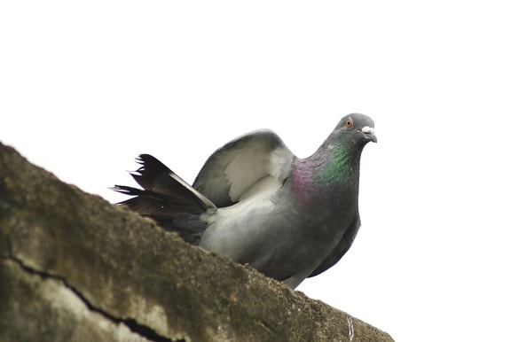 pigeon, wall, sky, bird, dove