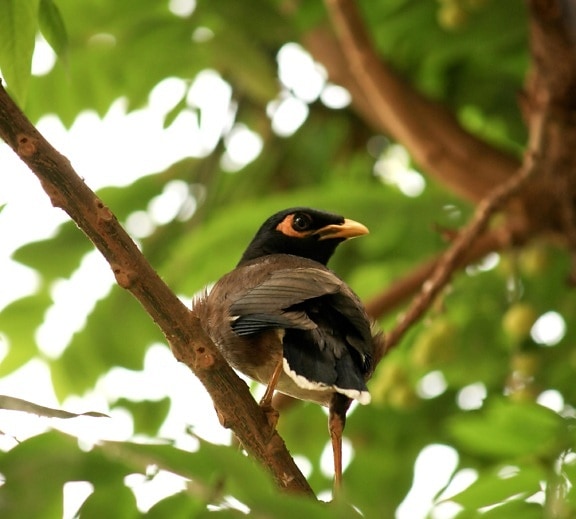 beautiful, robin bird, branch, animal, tree