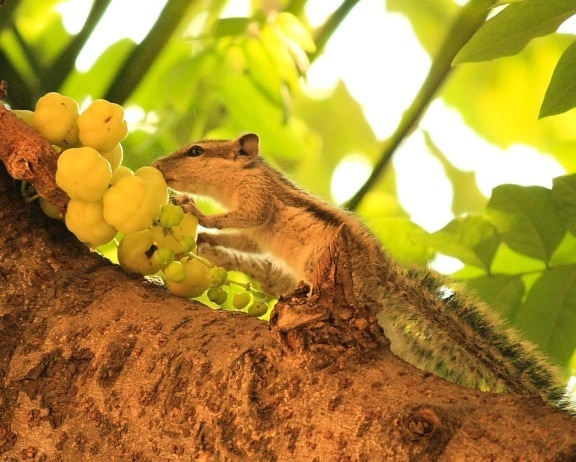 Eichhörnchen, Obst, Tier, Baum, Zweig