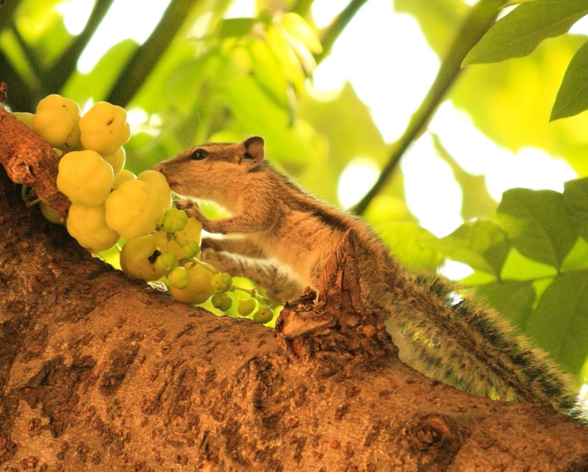 squirrel, fruit, animal, tree, branch