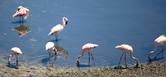 Фламинго, воды, животных, озера, птицы