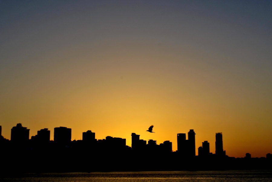 solnedgang, fugl, fly, byen, arkitektur, urbane, bybildet, bygge