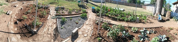 Jardin, arrière-cour, extérieur, herbe, légume