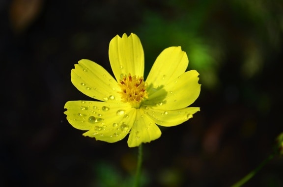 flower, yellow, dew, petals, pistil