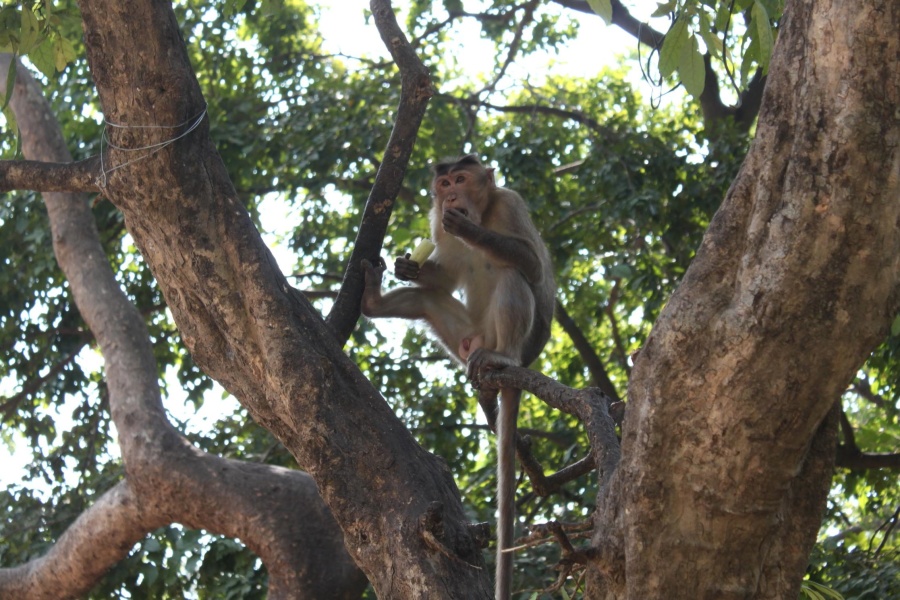 Singe, banane, macaque, primat, capucin