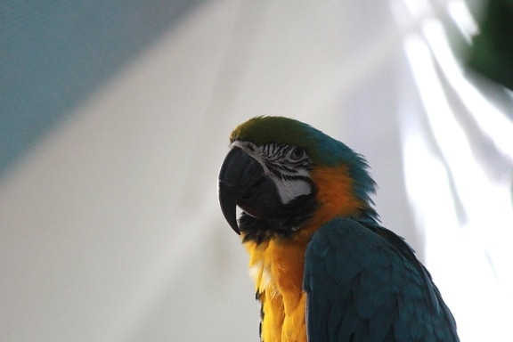 parrot, macaw, bird, animal, colorful