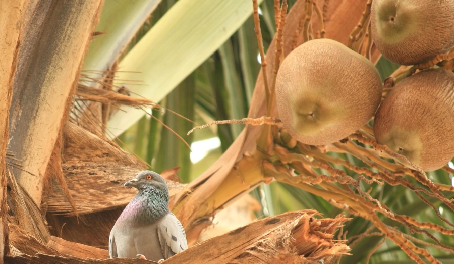 coconut tree, coconut, bird, pigeon, dove