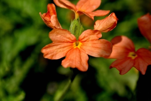 orange color, flower, garden, flower