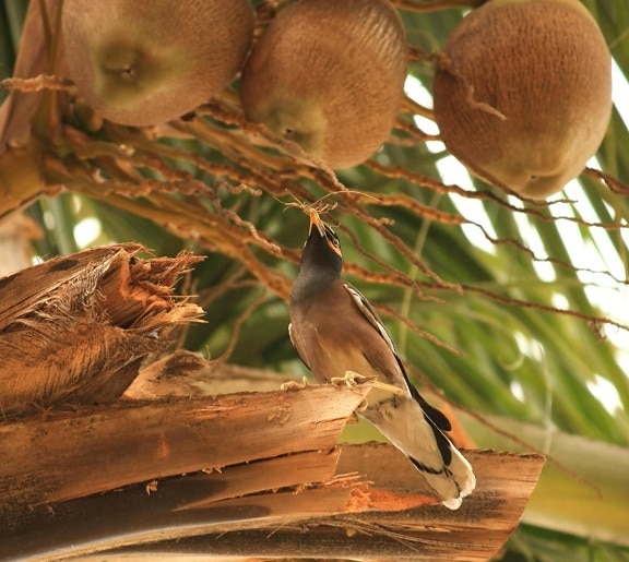 coconut tree, coconut, bird, tree
