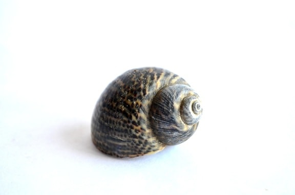 shell, mollusk, snail, anima