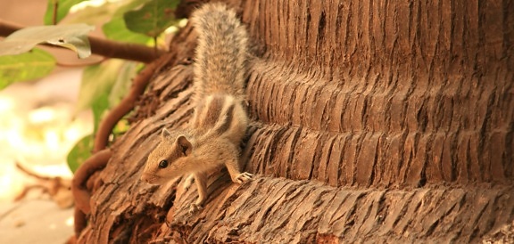 squirrel, rodent, tree, animal