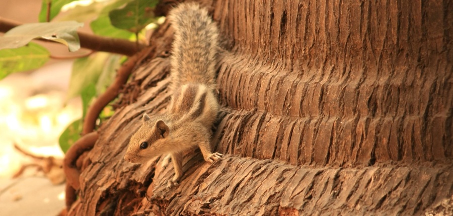 mókus, rágcsáló, fa, állati