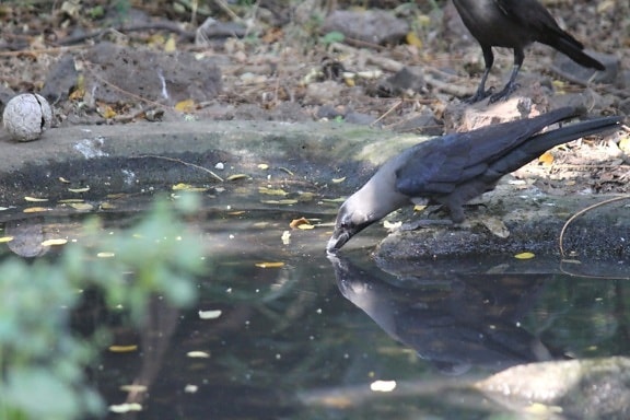 crow, water, bird, water