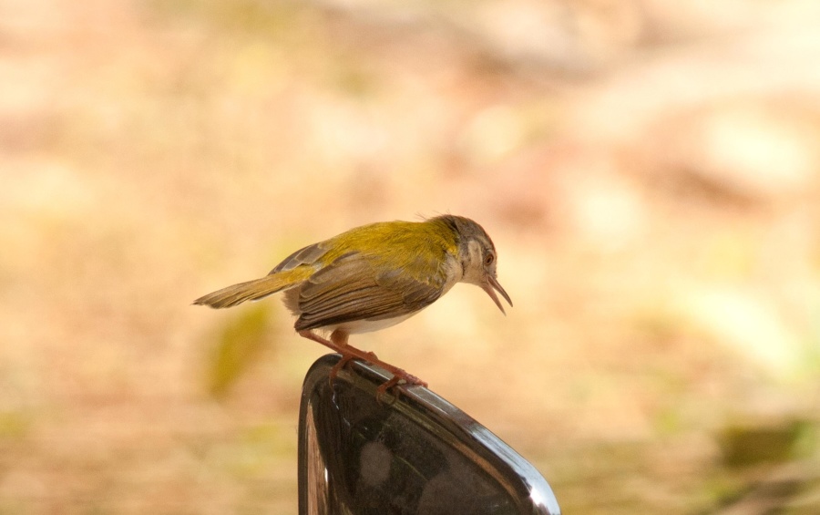 small bird, mirror, bird, animal, object