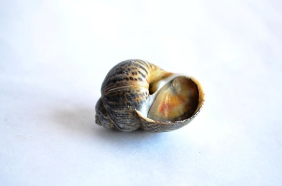 shell, snail, mollusk, snail, animal, invertebrate