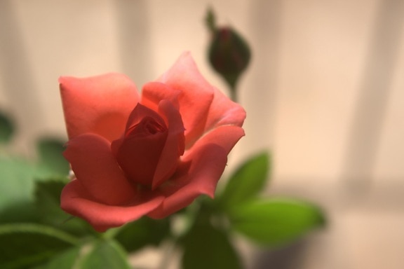 Rose bud, rose, blomst, anlægget, kronblade, buket