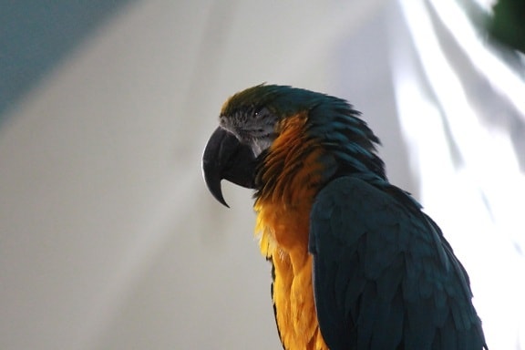 papegoja, gul, grön, ARA, fågel