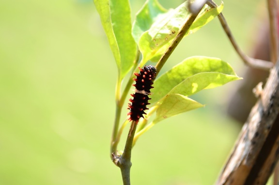 Caterpillar, insekter, dyr
