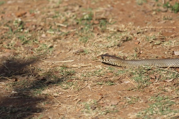 งูกะปะ งู สัตว์เลื้อยคลาน พื้นดิน
