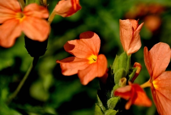 oranžová barva, květin, rostlin, okvětní lístky