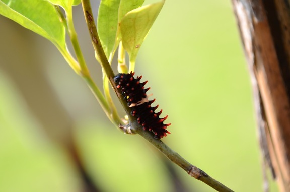 insect, caterpillar, leaf, animal
