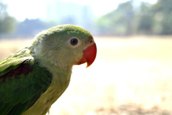 green, parrot, bird, animal