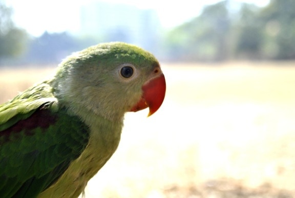 зелено, папагал, птици, животни