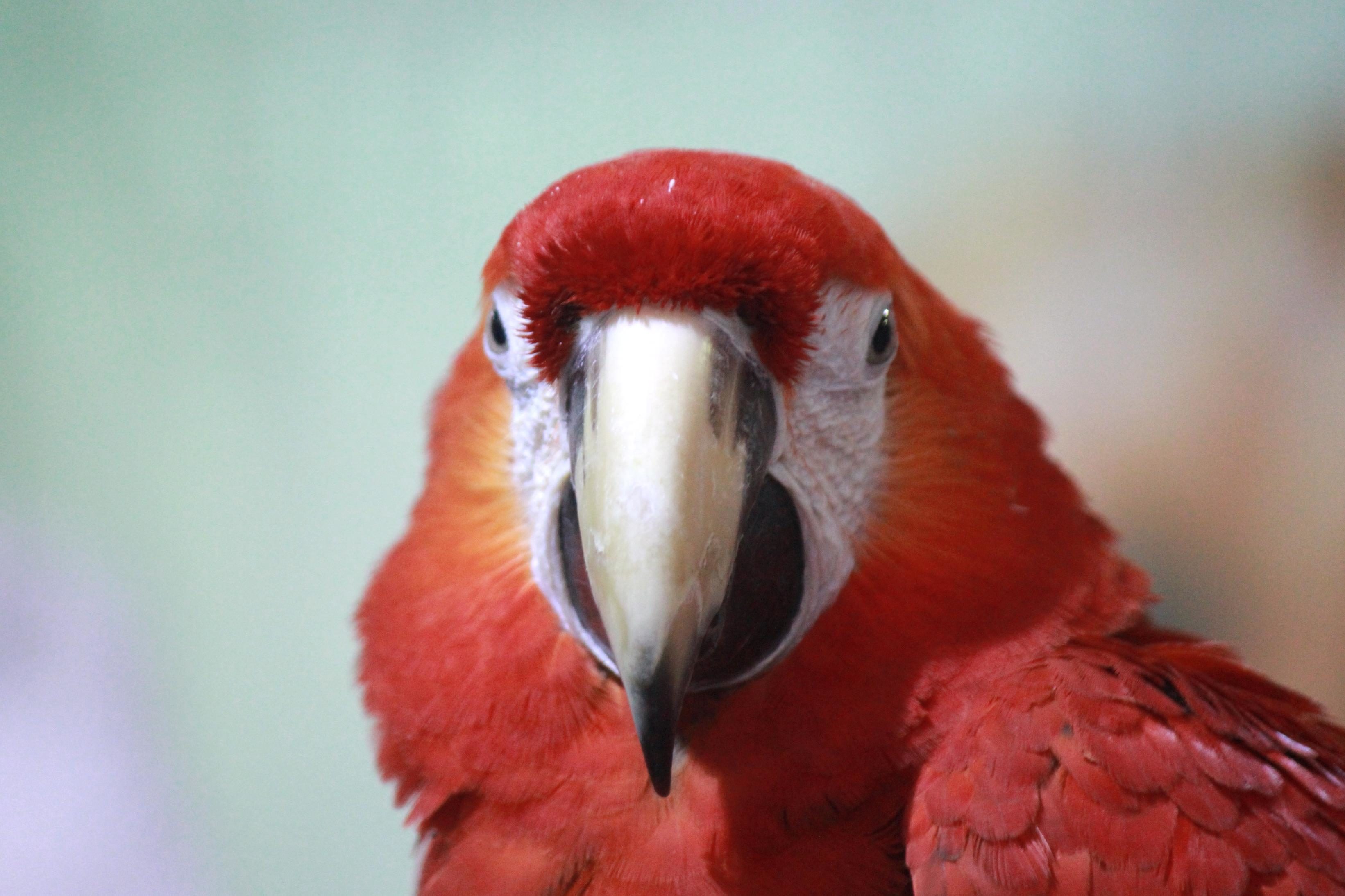 フリー写真画像 コンゴウインコ オウム 鳥 赤 動物