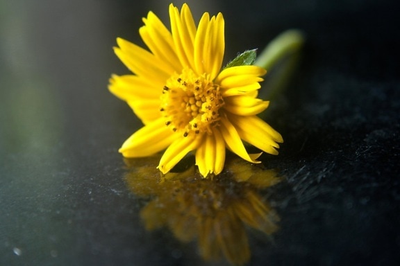 Квітка соняшника трава, Натюрморт, трав