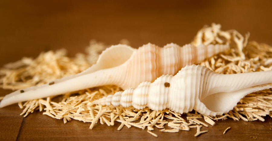 Seashell, mar, decoración