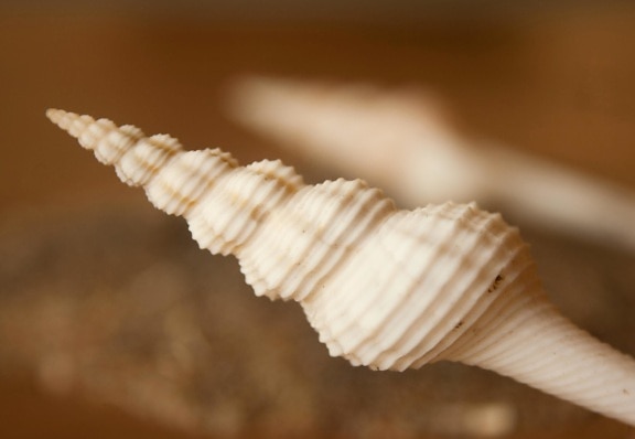 Seashell, nära, dekoration
