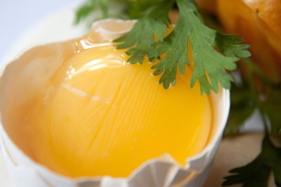 яйцето, жълтъка, кориандър, съставка, храна