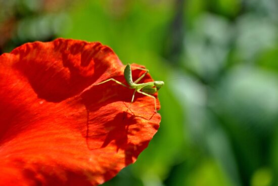green, insect, flower, animal, petal