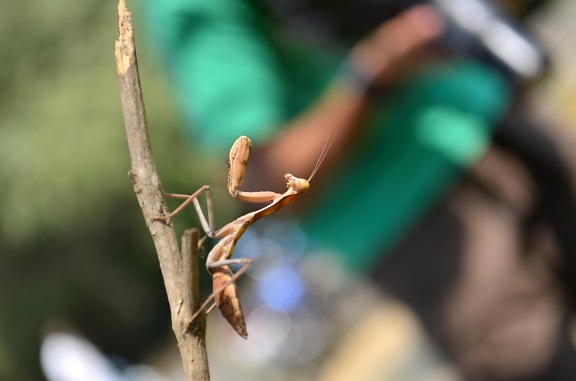 insect, praying mantis, arthropod