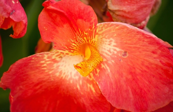 orchid, red, petal, pistil, pollen