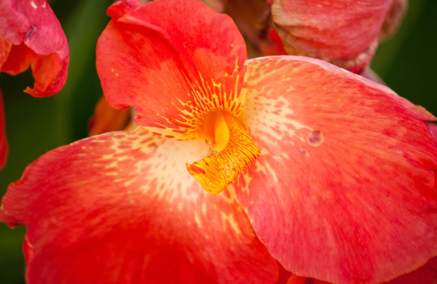 orquídea vermelha, pétala, pistilo, pólen