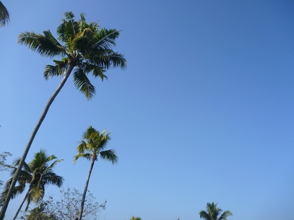 palmboom, hemel, blauwe lucht