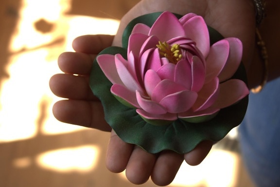 цветок, розовый, вода lily, букет, цветы, рука, палец