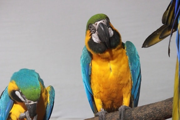 papegaaien, Ara, vogel, snavel, veren, wildlife, dier, exotische