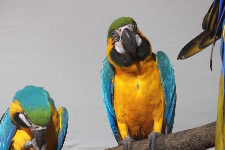 Pappagallo, macaw, uccello, becco, piuma, fauna selvatica, animale, esotico