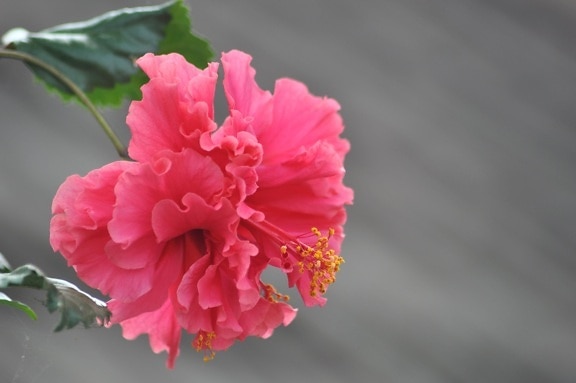 roze bloem, bloemblaadje, hibiscus, bloesem, bloei, plant, Tuin