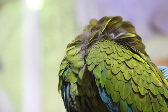 zelená, papagáj, vták, exotické, perie