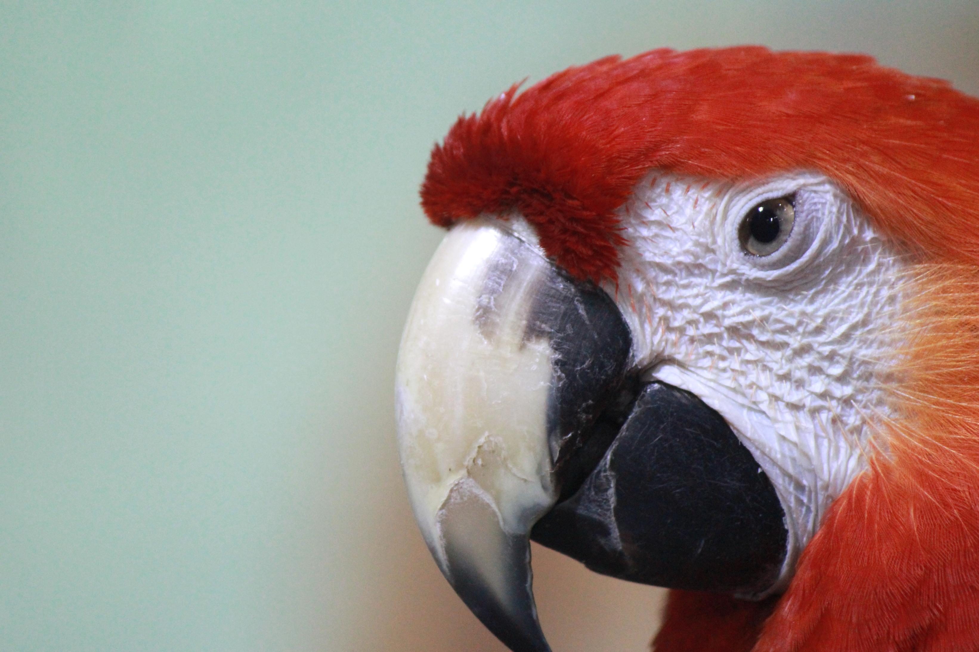 フリー写真画像 鳥 オウム くちばし 動物 コンゴウインコ