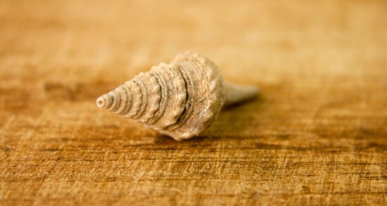 snail, seashell, invertebrate