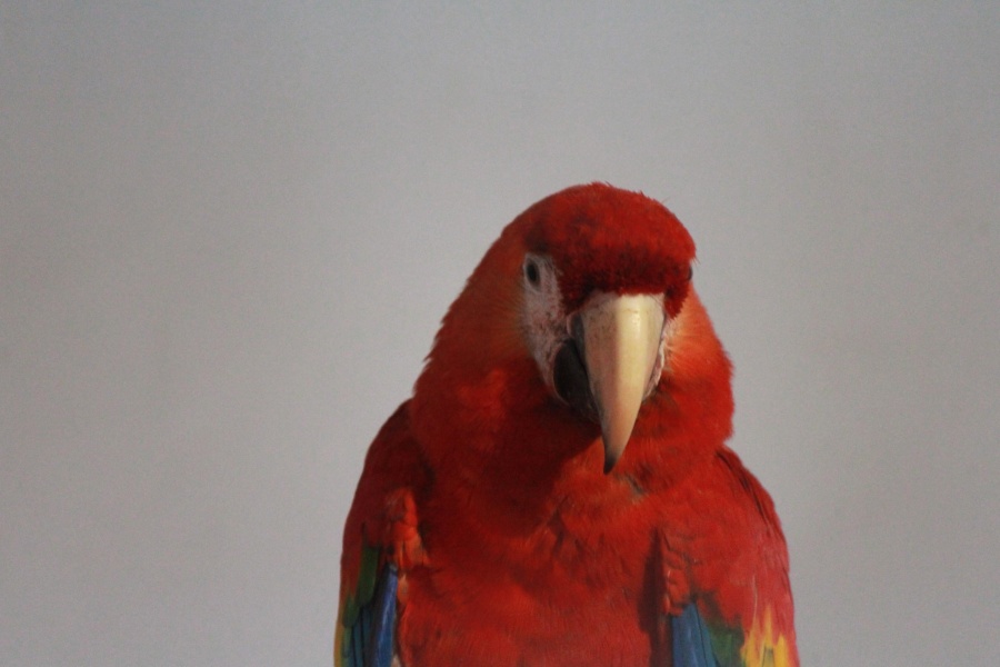 Parrot, macaw, pasăre, colorat, animale