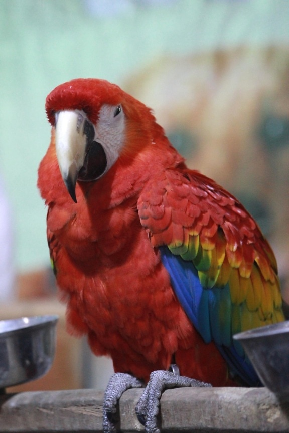 parrot, macaw, bird, beak, animal, wildlife, feather, exotic