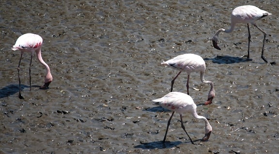 flamingo, bird, mud, bird, animal