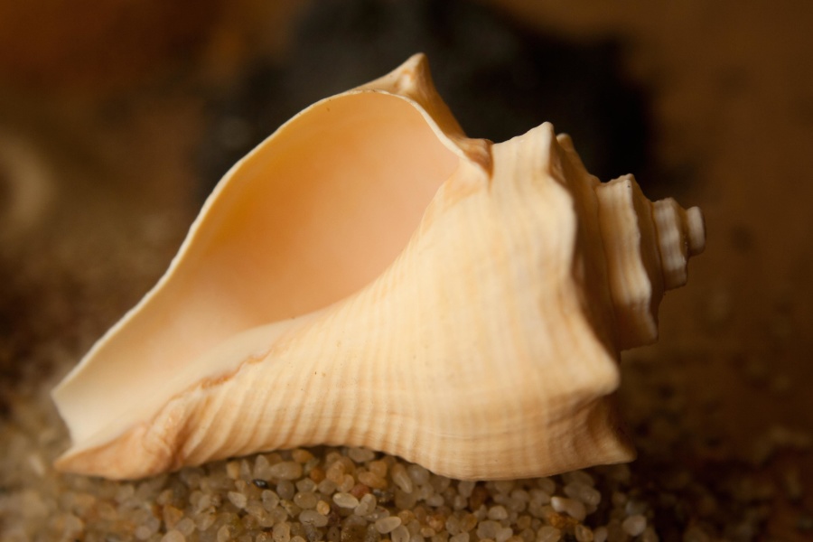seashell, conch, gastropod, mollusk, invertebrate